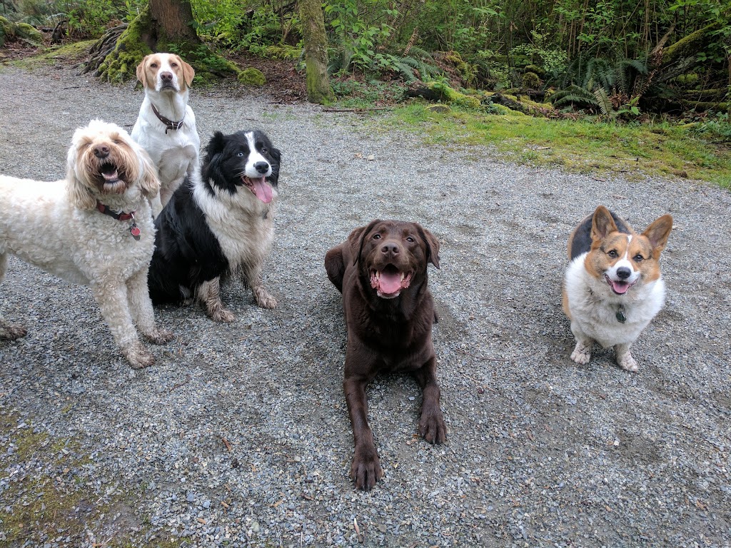 FairyTails Doggy Daycare | 4025 2nd Ave, Burnaby, BC V5C 3X1, Canada | Phone: (604) 299-2480