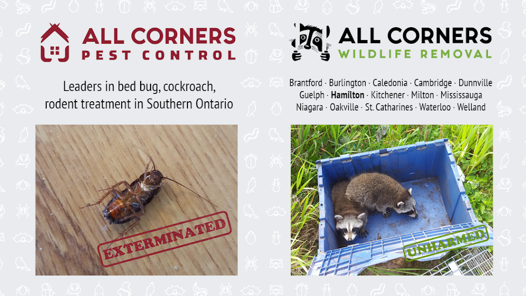 All Corners Pest Control | 175 Queen Victoria Dr #101, Hamilton, ON L8W 1W6, Canada | Phone: (866) 309-7622