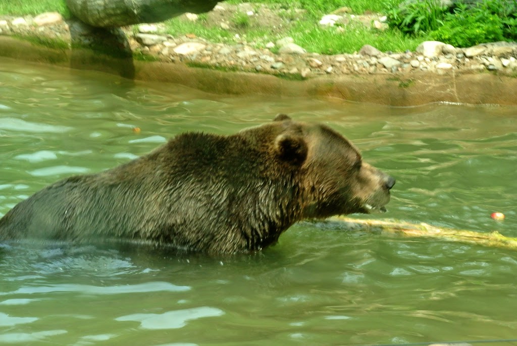 Grizzly Bear Exhibit | 2000 Meadowvale Rd, Scarborough, ON M1B 5K7, Canada | Phone: (416) 392-5929