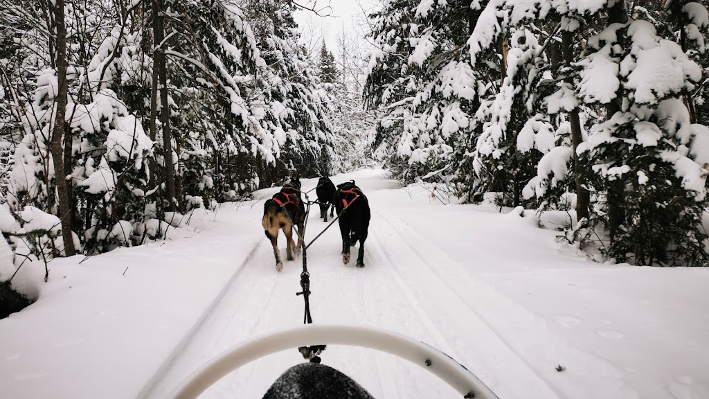 Chien Aventures/Sled Dog Adventures | 5586 route 134, Allardville Parish, NB E8L 1A8, Canada | Phone: (506) 583-1717