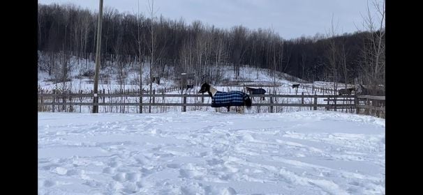 Ferme Équestre Aux Trois Temps | 49 Rang des Vingt, Saint-Basile-le-Grand, QC J3N 0E3, Canada | Phone: (514) 655-7019