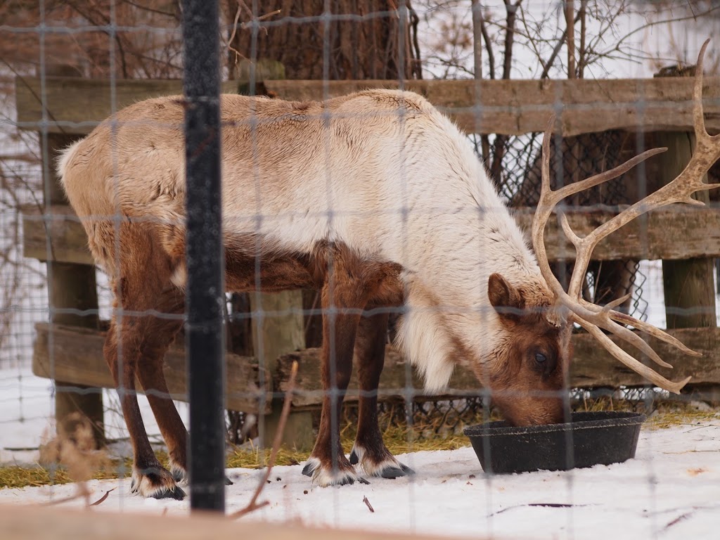 European Reindeer Exhibit | 2000 Meadowvale Rd, Scarborough, ON M1B 5K7, Canada | Phone: (416) 392-5900