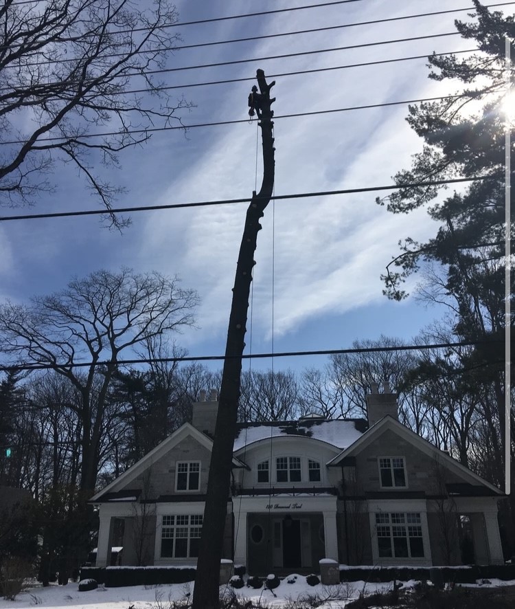 Higher Ground Tree Services | 7224 32nd side road, Acton, ON L7J 2L9, Canada | Phone: (519) 212-0824