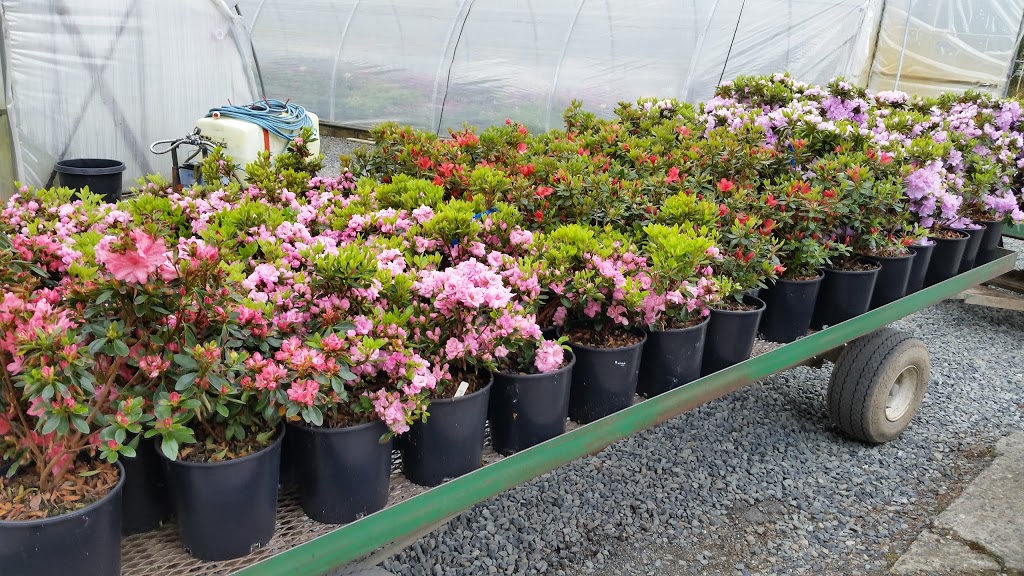 Green Mountain Nursery Ltd. | 2682 Lefeuvre Rd, Abbotsford, BC V4X 1H6, Canada | Phone: (604) 300-7226