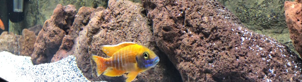 Gold Aquariums | 4710 17 Ave SE J, Calgary, AB T2A 0V1, Canada | Phone: (403) 273-5567