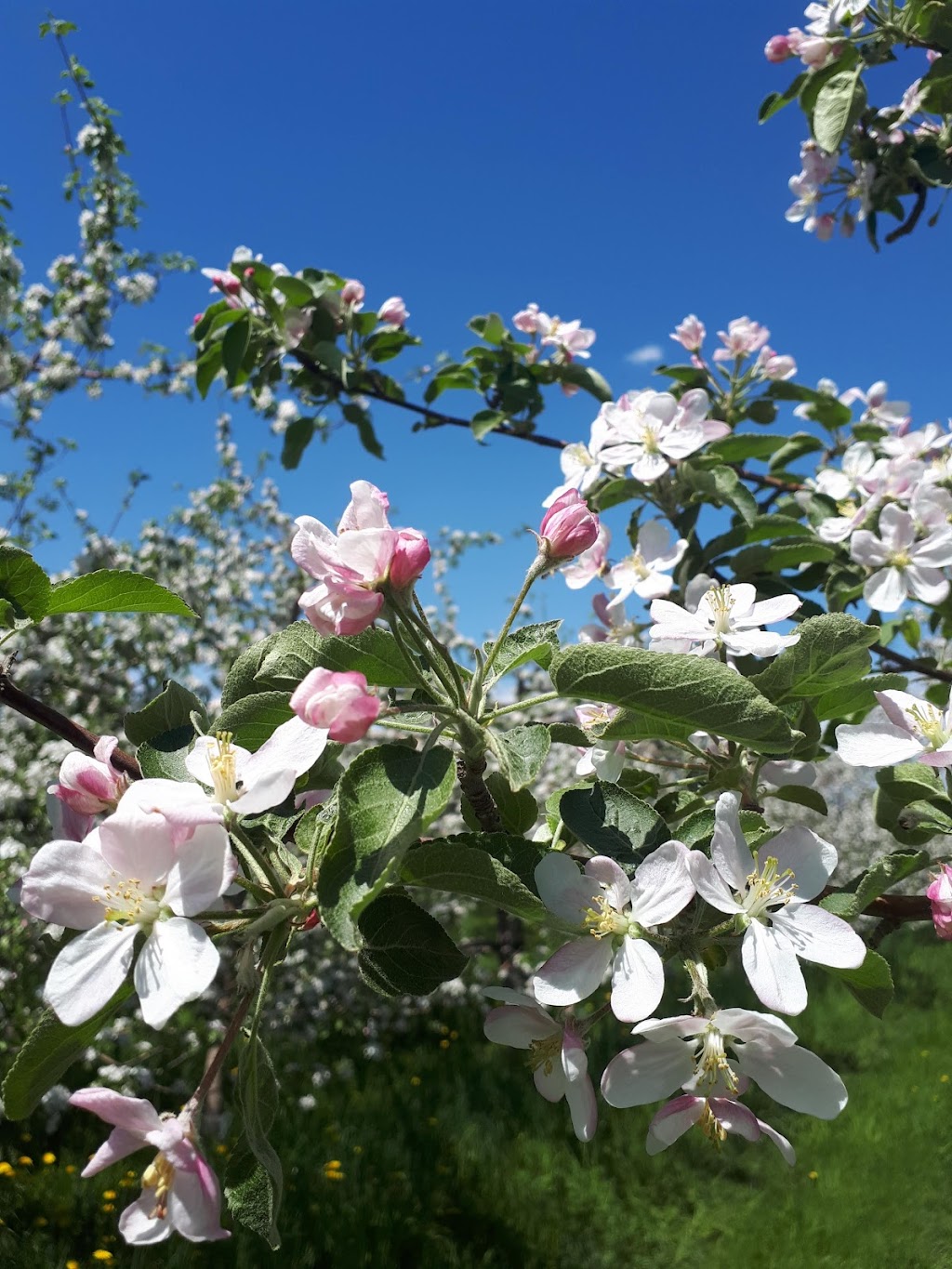 Ferme Marceau | 865 Chem. Fresnière, Saint-Eustache, QC J7R 0G3, Canada | Phone: (450) 473-0880