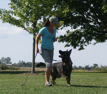 Wild Winds German Shepherds | 7489 1 Line RR #3, Arthur, ON N0G 1A0, Canada | Phone: (519) 831-8383