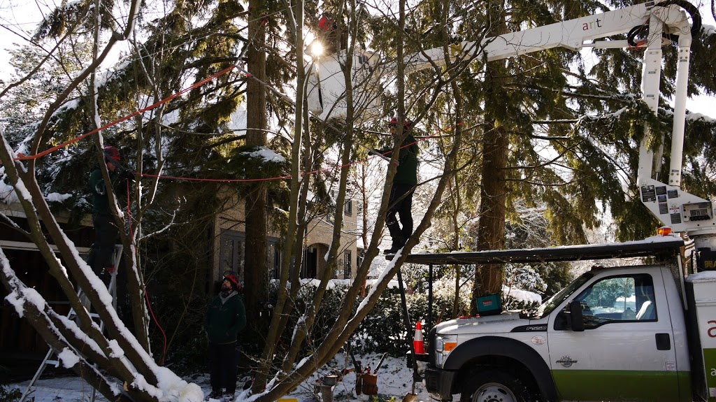 Arbutus Tree Service | 7520 Balaclava St, Vancouver, BC V6N 0A3, Canada | Phone: (604) 737-2643