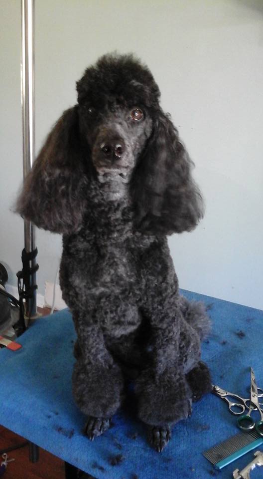 Shaggy to Chic Dog Grooming Studio | 46 James Ave, Stoney Creek, ON L8G 3K4, Canada | Phone: (905) 662-0619