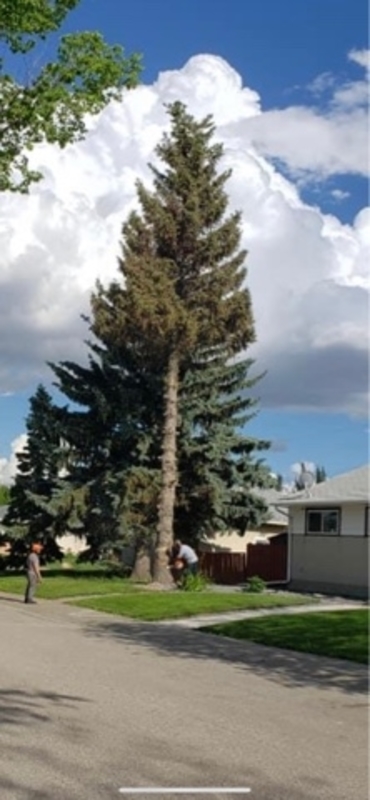 Tree Removal Sherwood Park | 2A Clarkdale Blvd, Sherwood Park, AB T8H 1M4, Canada | Phone: (587) 400-2342