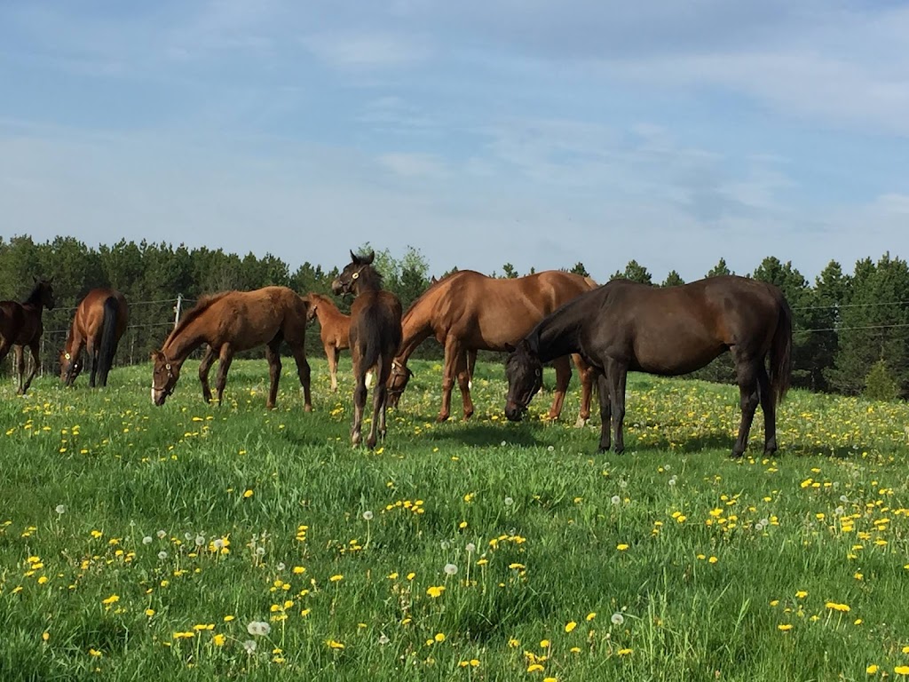 Amplify Stables | 1169 Concession Rd 4, Loretto, ON L0G 1L0, Canada | Phone: (905) 291-3663