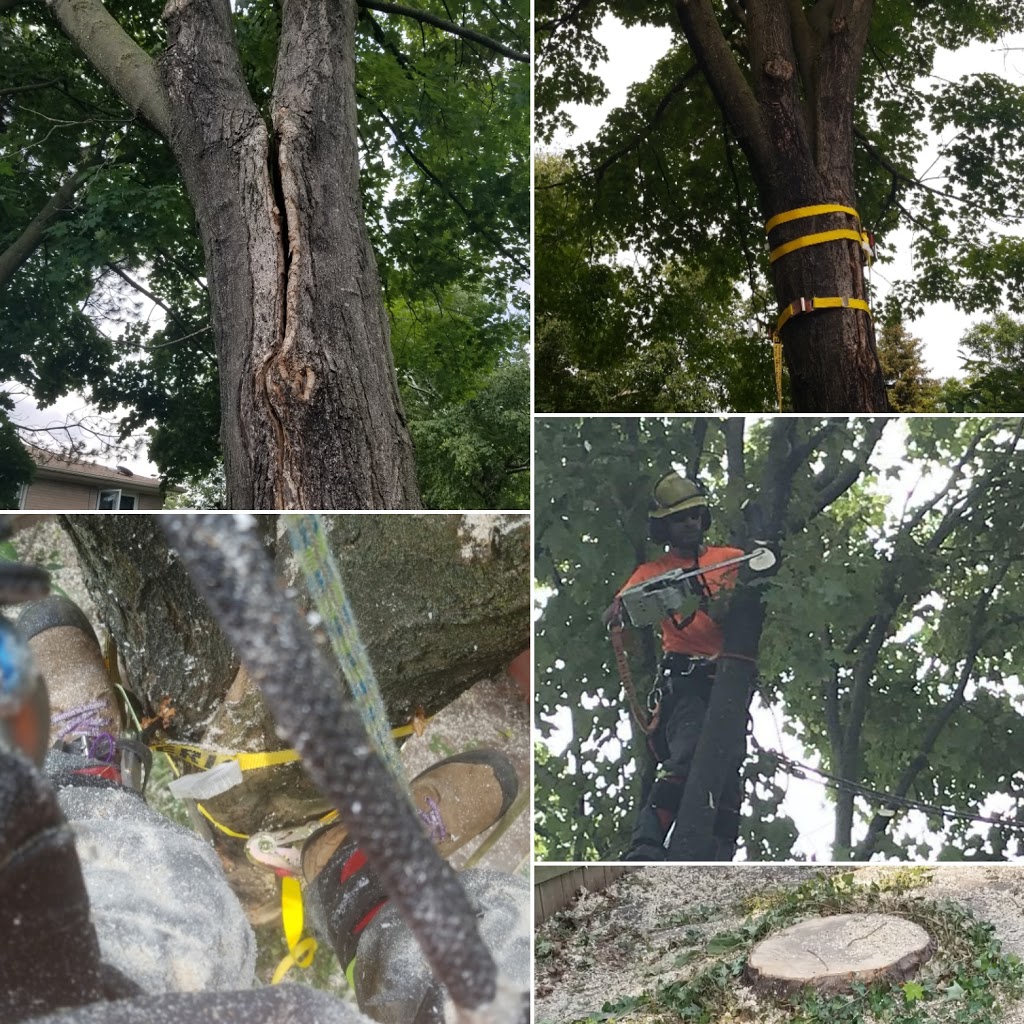 Toronto Tree Guys Inc. | 349 Marland Ave, Oshawa, ON L1J 1X4, Canada | Phone: (647) 390-9223