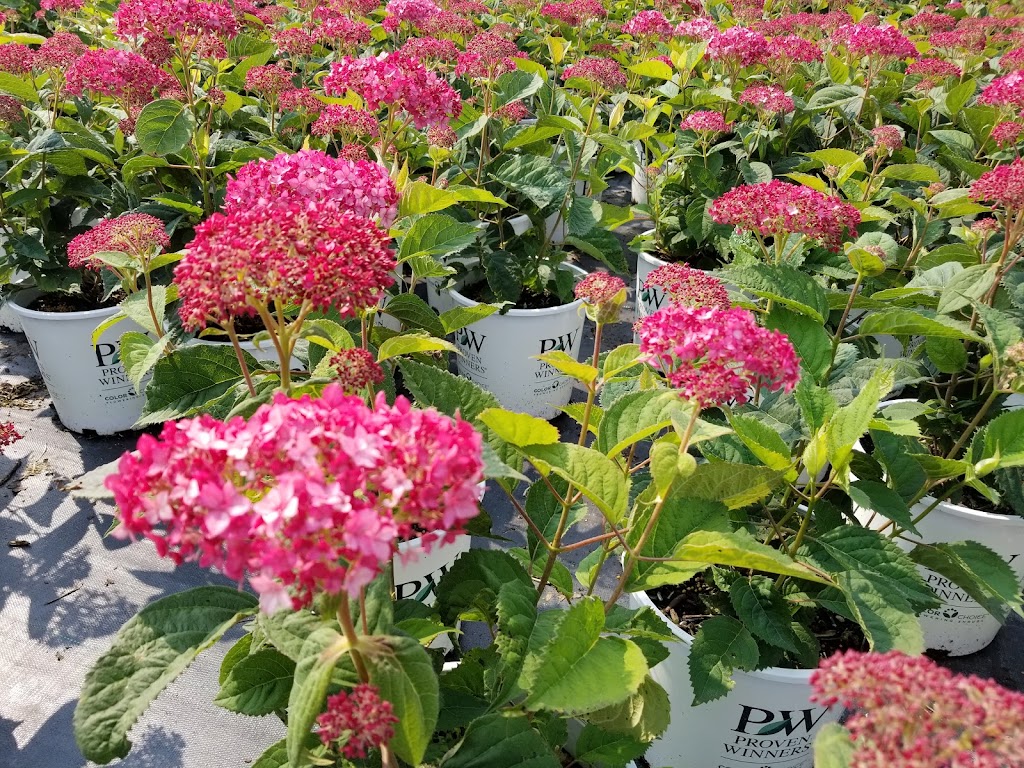 Vanstone Nurseries | 71108 Highway 240 N, MB R1N 3C2, Canada | Phone: (204) 857-8435