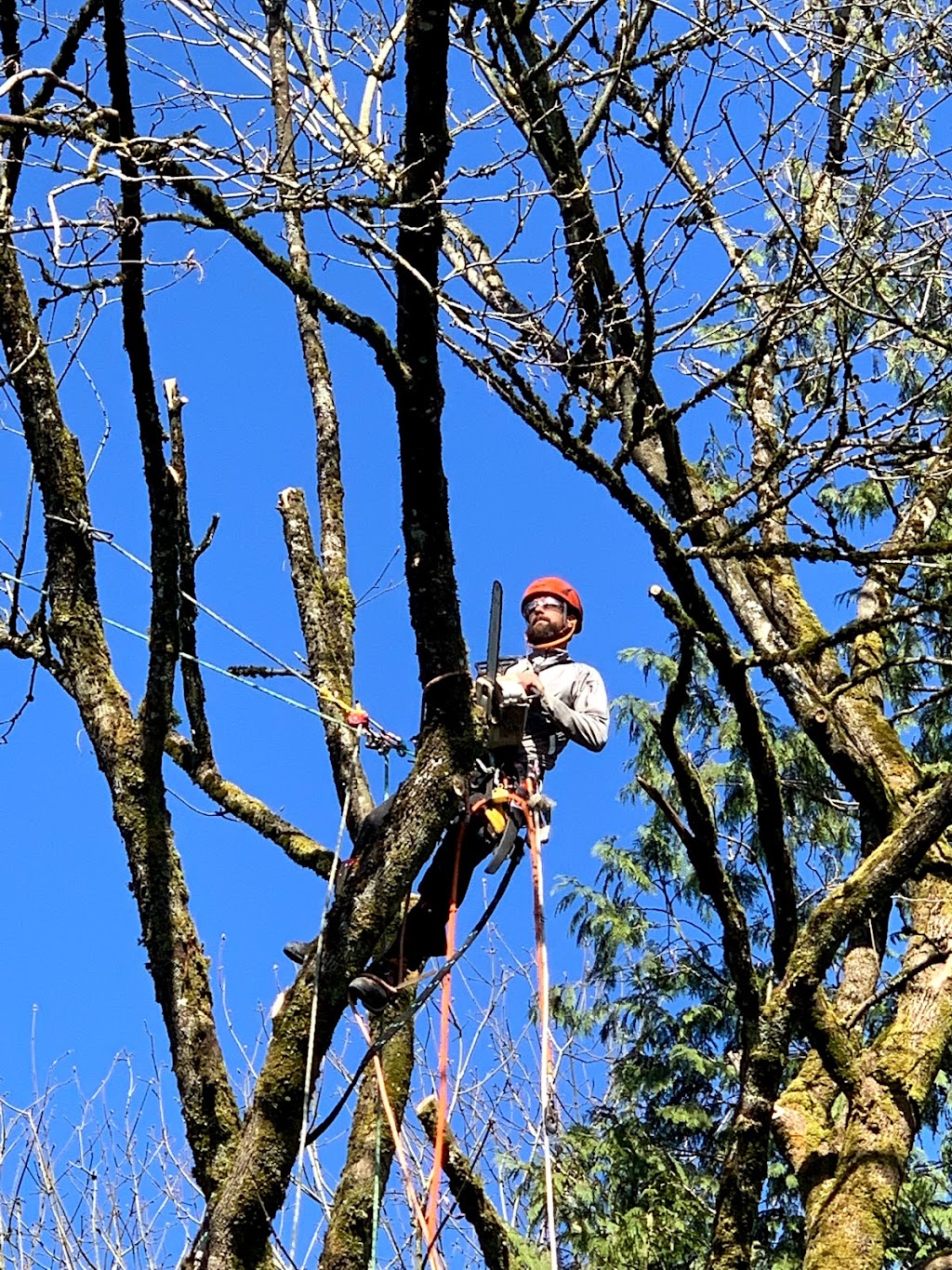 Country Tree Service | 18814 8 Ave, Surrey, BC V3S 9R9, Canada | Phone: (604) 535-1201