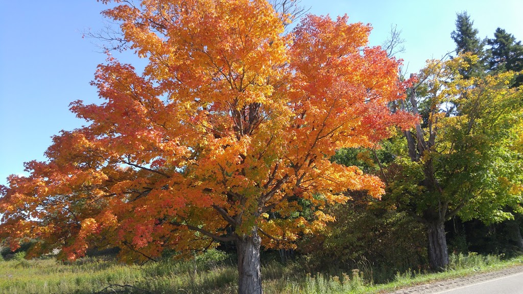 Amaranth Springs Farm | 554090 Mono Amaranth Townline, Orangeville, ON L9W 2Z1, Canada | Phone: (519) 942-4716