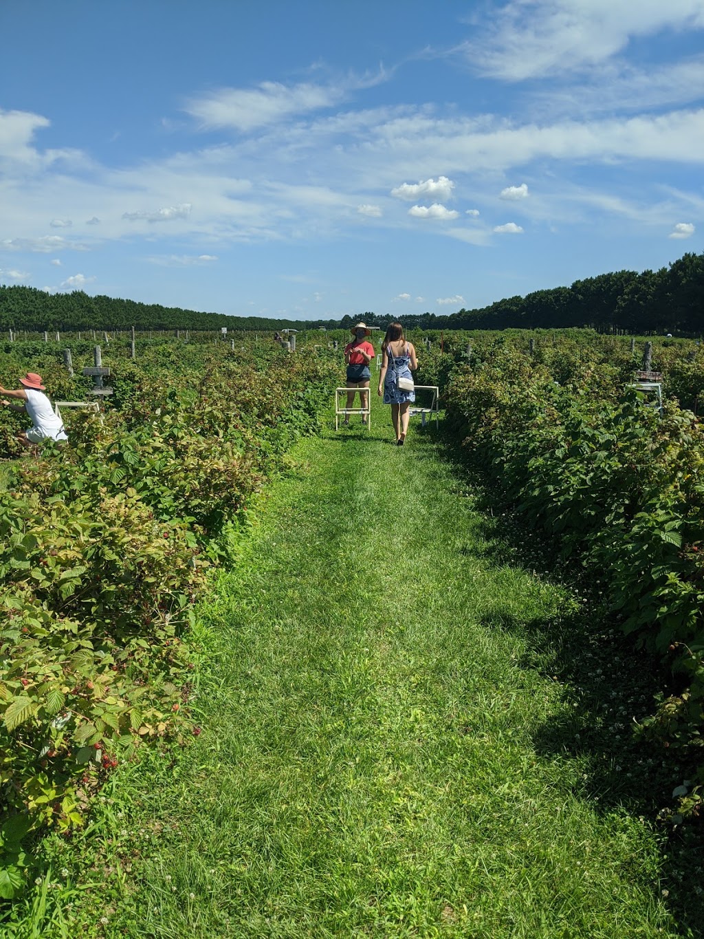 Ferme Bourdelais | 250 Rang Point-du-Jour S, Lavaltrie, QC J5T 3P4, Canada | Phone: (450) 586-2036