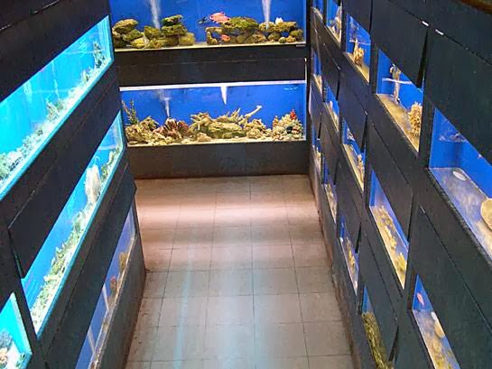 Anchor Bay Aquarium | 36457 Alfred St, New Baltimore, MI 48047, USA | Phone: (586) 725-1383