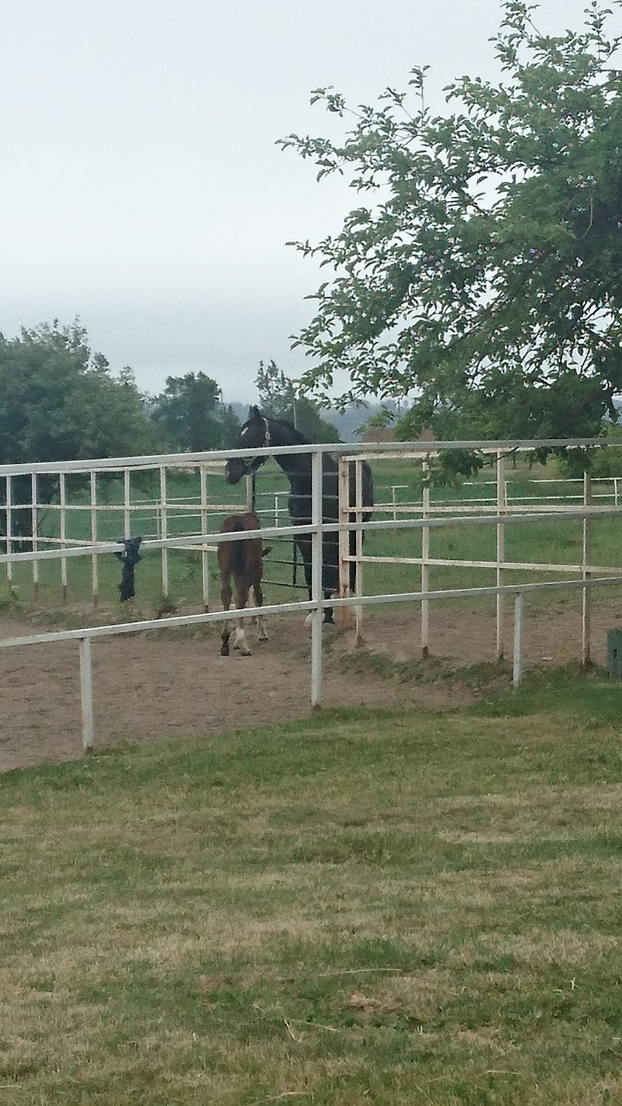 Creemore Equestrian Centre | 2378 Fairgrounds Rd, Creemore, ON L0M 1G0, Canada | Phone: (705) 466-2635