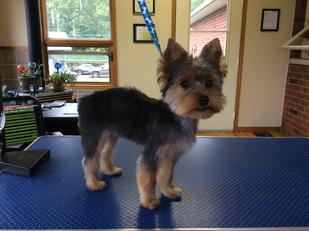 Dirty Paws Dog Spa | 9327 Cooper Hill Rd, Edwards, ON K0A 1V0, Canada | Phone: (613) 862-9748