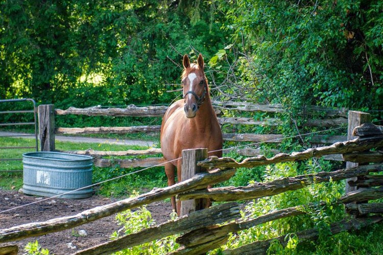 Equine Awareness | 13719 First Line Nassagaweya, Moffat, ON L0P 1J0, Canada | Phone: (519) 362-1182