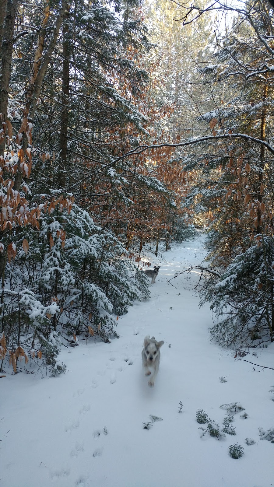 Gene et Lea - Logis | 65 Rue Grande Allée, Saint-Élie-de-Caxton, QC G0X 2N0, Canada | Phone: (819) 719-3100