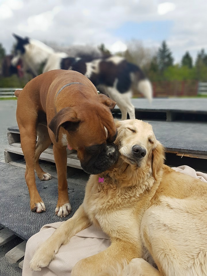 Bowlin Farms Doggie Adventures Ltd. | 96 Walkers Service Rd, Lower Sackville, NS B4C 2P7, Canada | Phone: (902) 718-9293