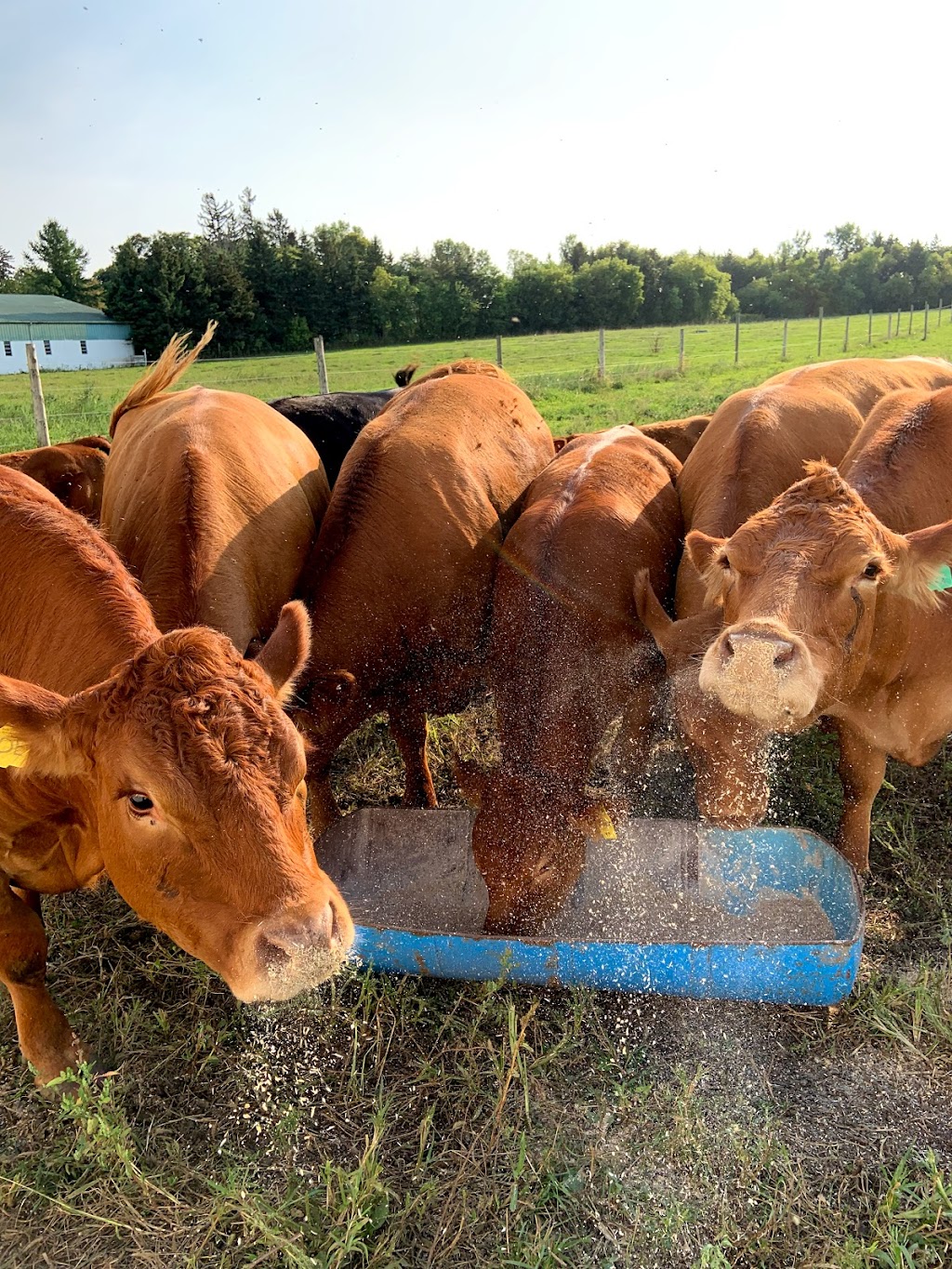 Bow Park Farm Limousin Cattle | 140 Oxbow Rd, Brantford, ON N3T 5L6, Canada | Phone: (905) 483-5161