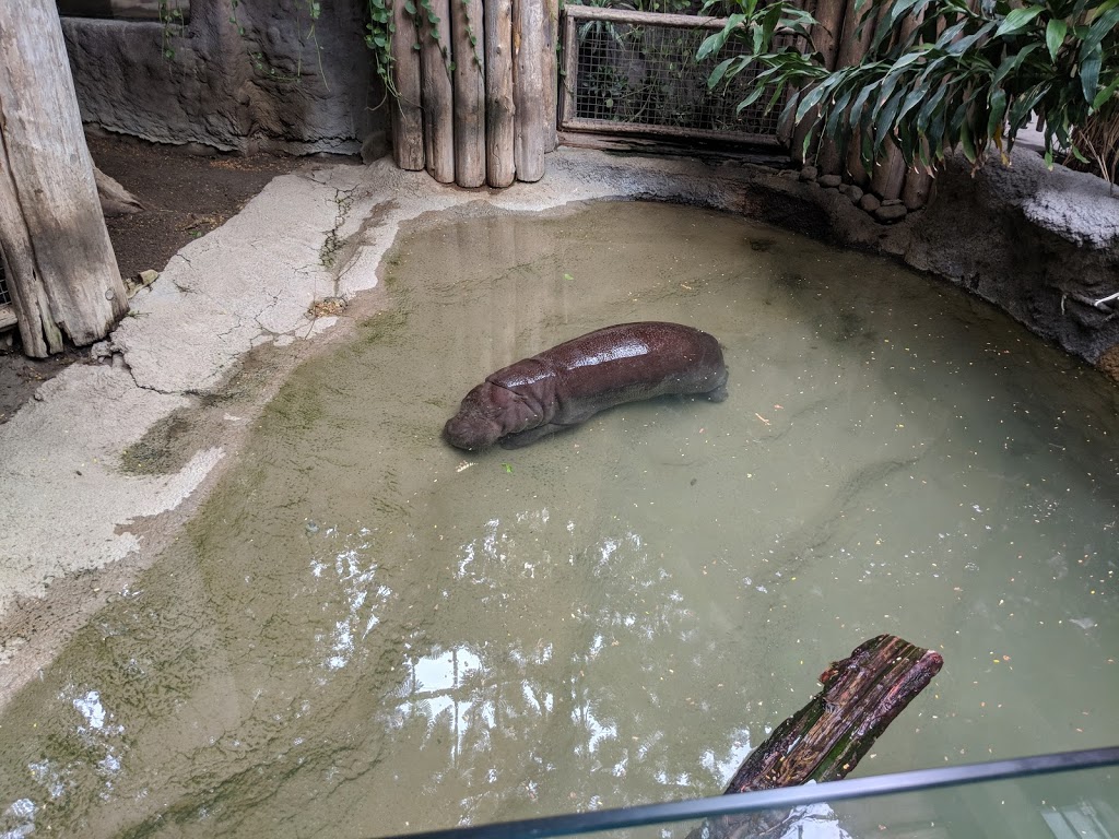 Pygmy Hippopotamus Exhibit | 2000 Meadowvale Rd, Scarborough, ON M1B 5K7, Canada | Phone: (416) 392-5929