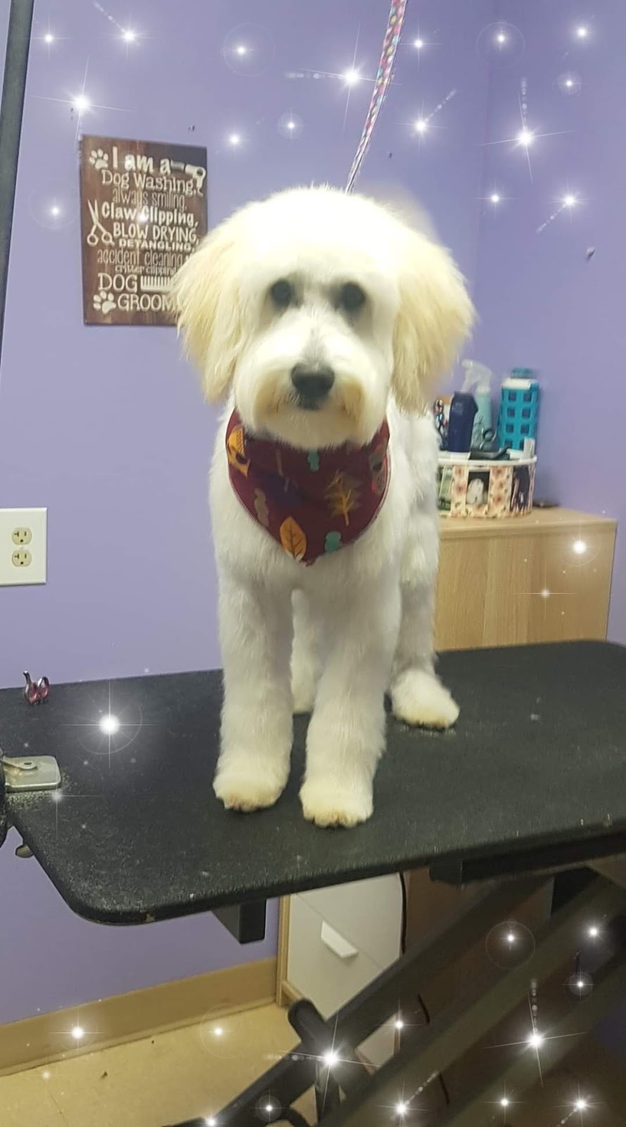 Unleashed Pet Styling | 101 Thames St N, Ingersoll, ON N5C 3C9, Canada | Phone: (587) 982-3955