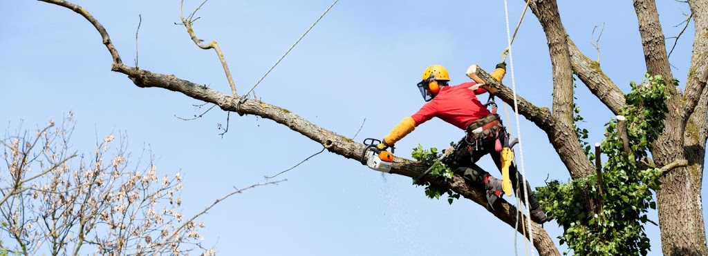 Arborcorp Tree Experts | 251 Third Line, Oakville, ON L6L 4A2, Canada | Phone: (905) 827-9103