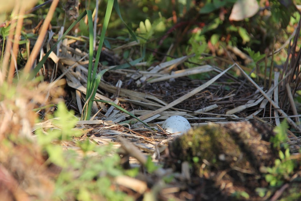 Imagine the Marsh Conservation Area | DEyncourt St, Lakefield, ON K0L 2H0, Canada | Phone: (705) 745-5791