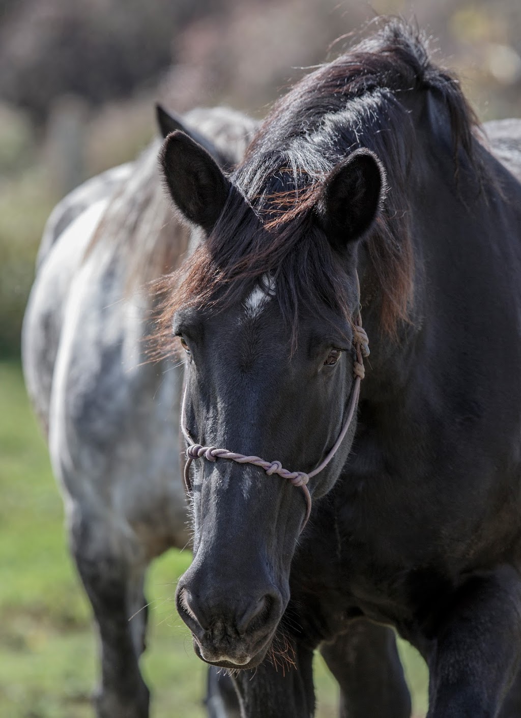 Lougheed Farm & Estates | 110 Powerline Rd, Brantford, ON N3T 5L8, Canada | Phone: (226) 450-2594