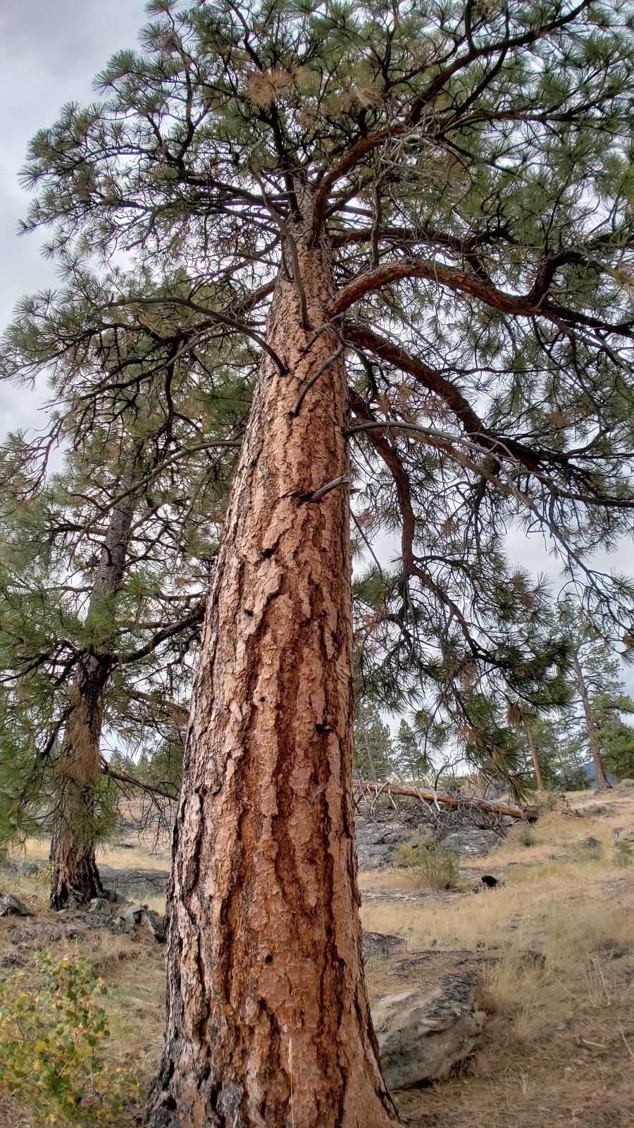 Garnet Fire Interpretive Centre | Beaver Dell Rd, Penticton, BC V2A 8V6, Canada