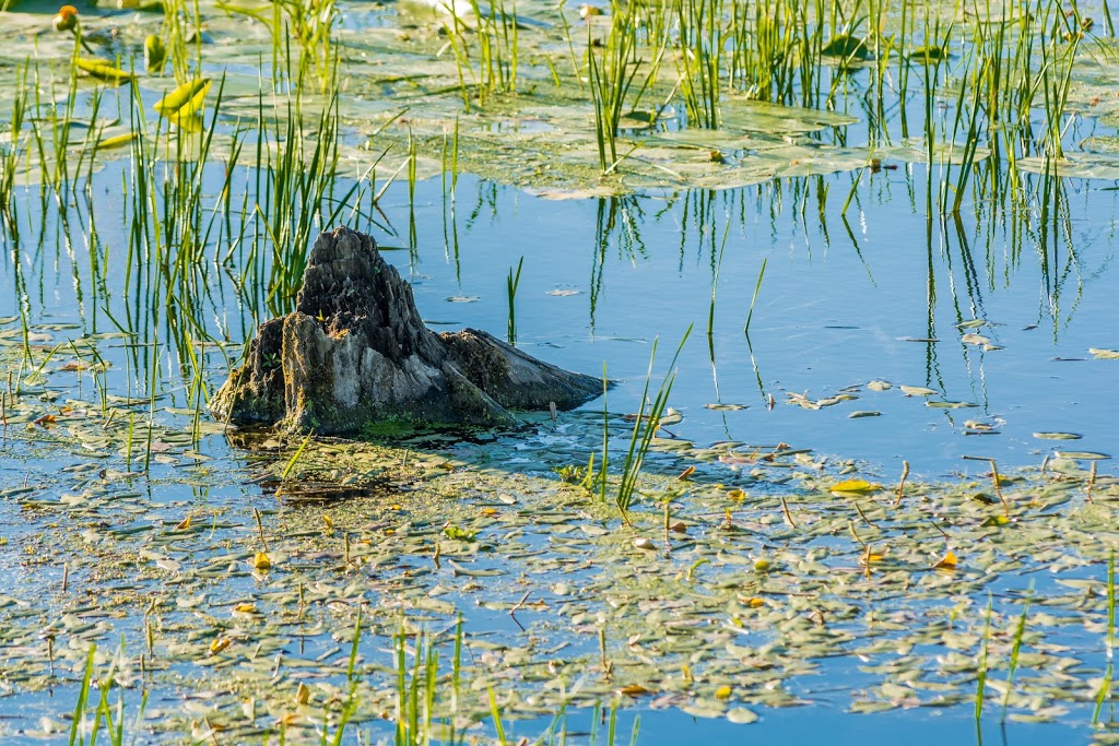 Cavan Swamp Wildlife Area | Cavan, ON L0A 1C0, Canada