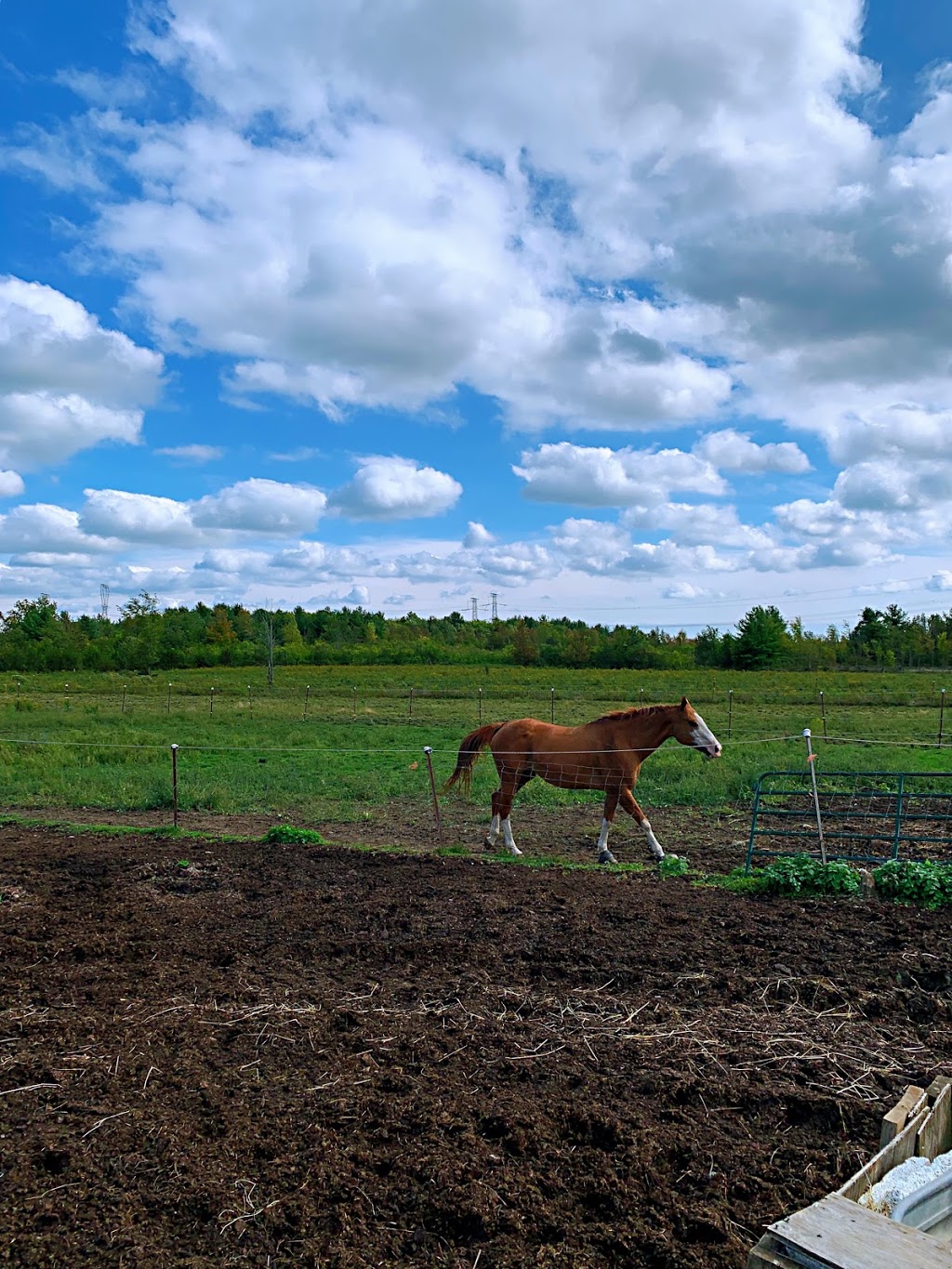 Aragon Equestrian Center | 3388 Stage Coach Rd, Harrowsmith, ON K0H 1V0, Canada | Phone: (613) 376-7679