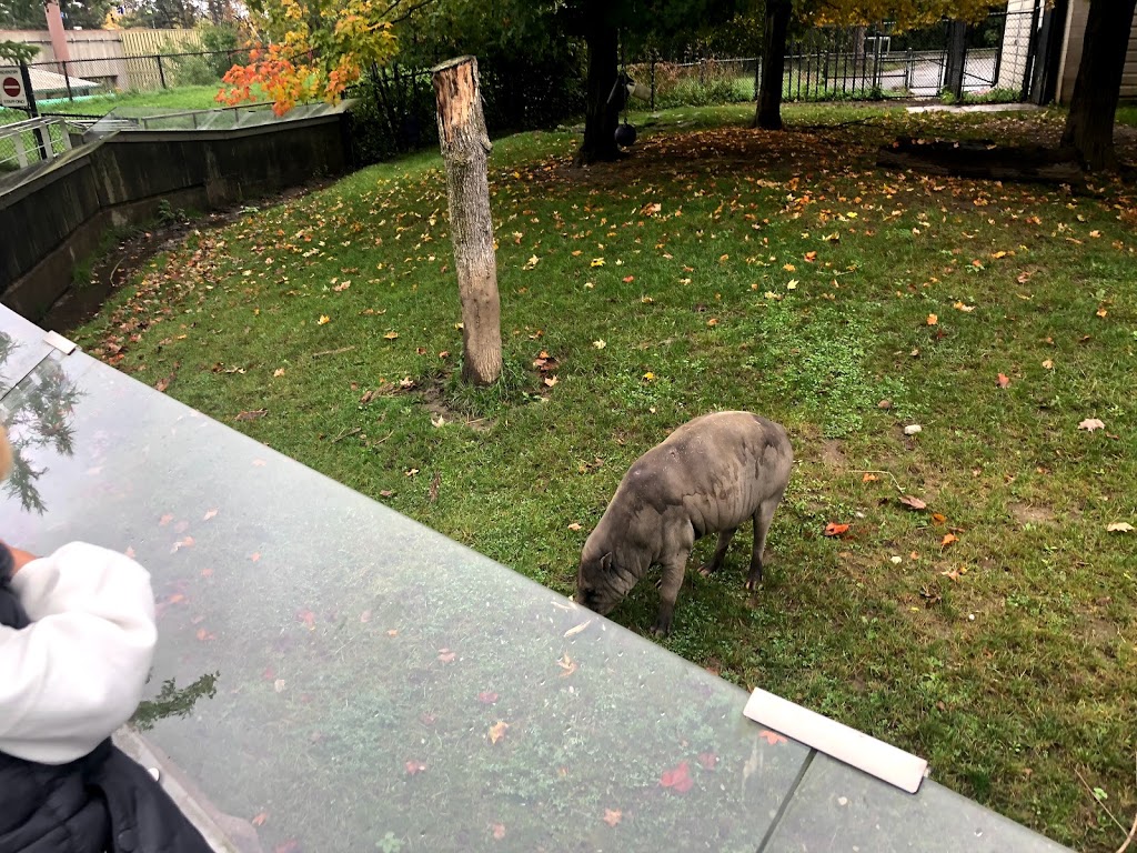 African Rhino Exhibit | 2000 Meadowvale Rd, Scarborough, ON M1B 5K7, Canada | Phone: (416) 392-5929