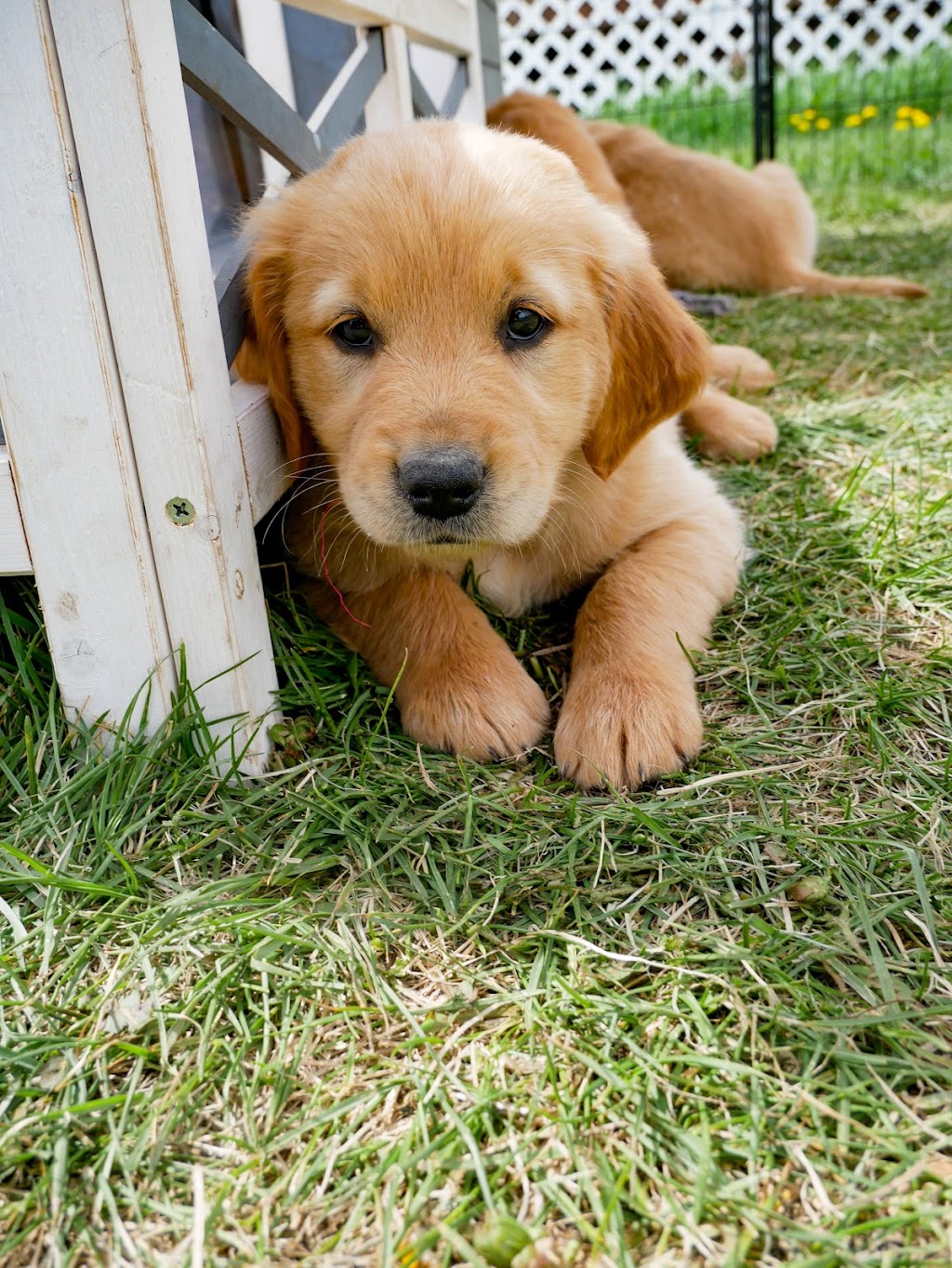 Hearts Of Gold YYC | Golden Retrievers | 244206 84 St NE, Calgary, AB T1Y 7H2, Canada | Phone: (403) 797-1590