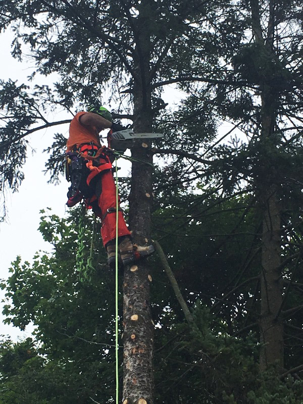 Arbor Life Tree Care | 3 Washington St, Norwich, ON N0J 1P0, Canada | Phone: (519) 860-5914