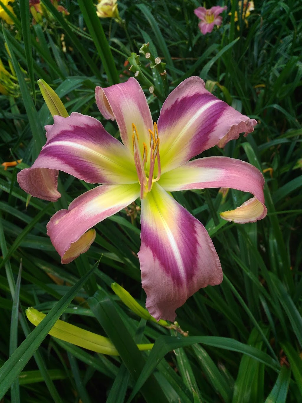 Near North Daylilies | 1036 Old Highway 117, Baysville, ON P0B 1A0, Canada | Phone: (705) 767-3601