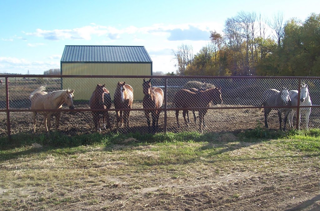 Cartier Farms Equine Assisted Learning | White Star Rd RR4, Spruce Home, SK S6V 5R2, Canada | Phone: (306) 980-5507