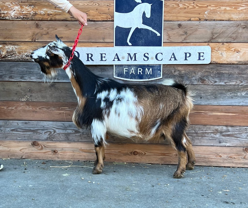 Dandelion Lane Goat Farm | 447 232 St, Langley Twp, BC V2Z 2W2, Canada | Phone: (778) 960-8096