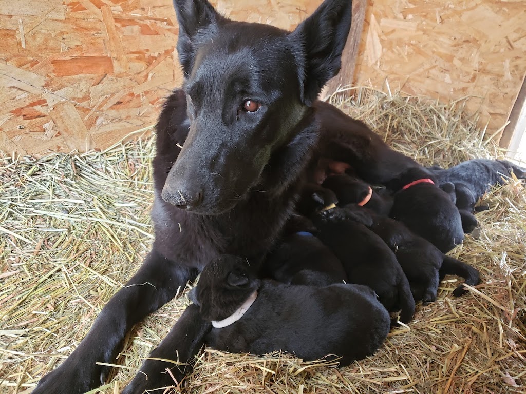 Black Value Kennels | 6985 Hahn Rd, Kitchener, BC V0B 1W1, Canada | Phone: (250) 977-1120