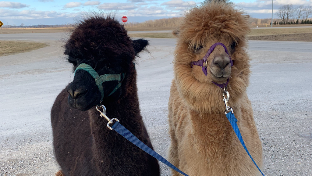 Sylvan Alpacas | 33015 Sylvan Rd, Parkhill, ON N0M 2K0, Canada | Phone: (226) 964-1764