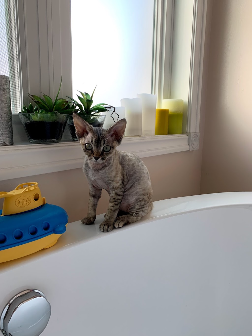 CURLY PRIDE Devon Rex Cattery (Toronto, ON) | 35 Cedarcroft Blvd, North York, ON M2R 2Z4, Canada