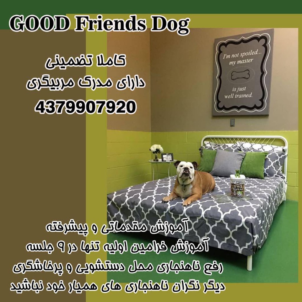 Dog Friends Good | 43 Palmer Ave, Richmond Hill, ON L4C 1N6, Canada | Phone: (437) 990-7920