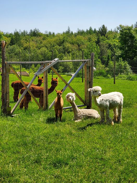 Ferme Toudou | 71 Rang St Joseph, Saint-Basile, QC G0A 3G0, Canada | Phone: (418) 208-4705