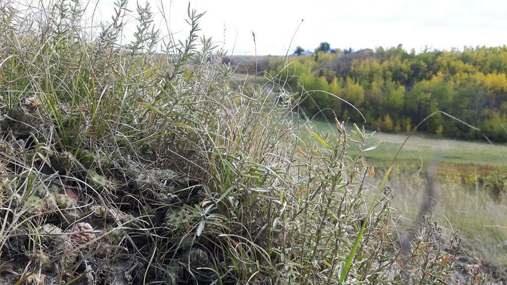 Gibbons Cactus Prairie | AB-28, Gibbons, AB T0A 1N0, Canada