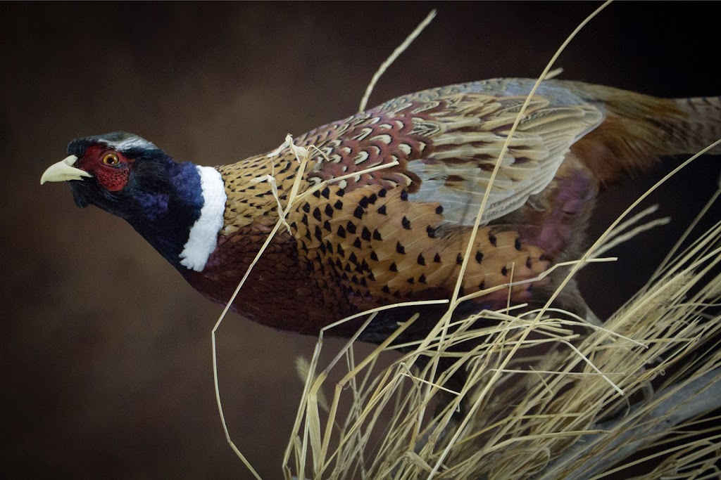 Art of Taxidermy (Ben Khorshidnam) | 2133 36 St N Bay 4, Lethbridge, AB T1H 5L1, Canada | Phone: (403) 360-2543