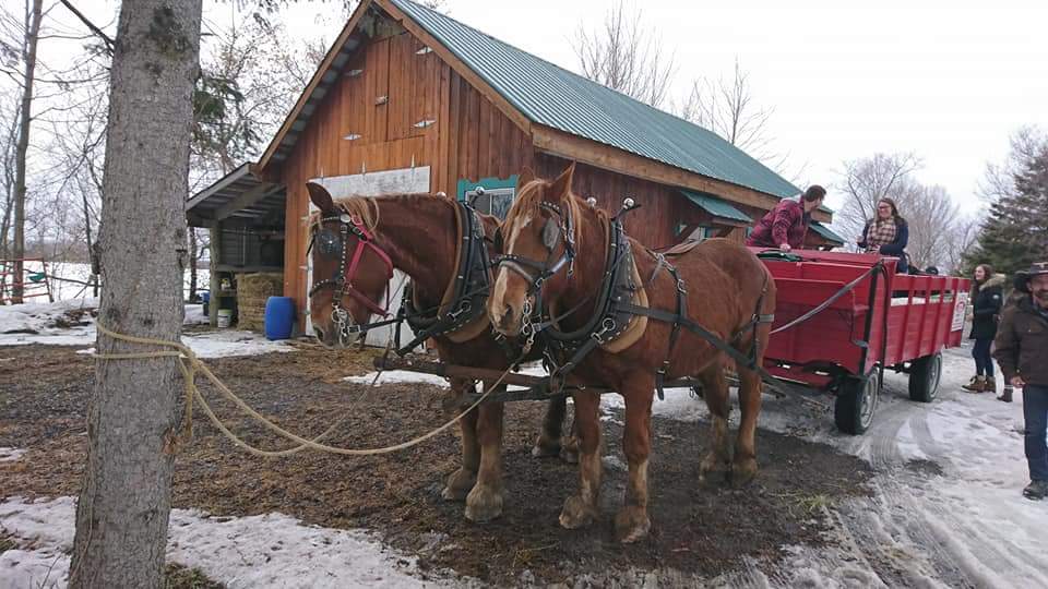 Cabane A Sucre Au Milieu Des Champs | 7000 Rang Saint Vincent, Mirabel, QC J7N 2T6, Canada | Phone: (450) 258-2635