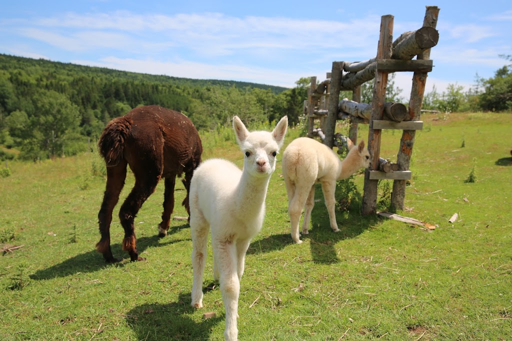 Farm Life Studio and B&B | 474 Albert Mines Rd, Albert Mines, NB E4H 1S5, Canada | Phone: (506) 734-3493